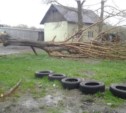 В Новоалександровске из-за тайфуна повалилось дерево.