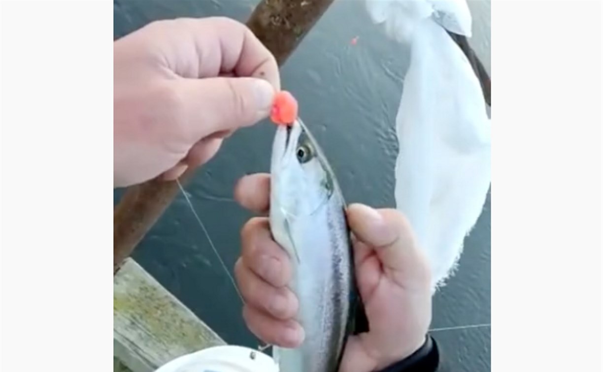 Неожиданную для ноября рыбу поймал сахалинец в реке
