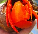 Необычное морское существо показалось на берегу Курил во время отлива