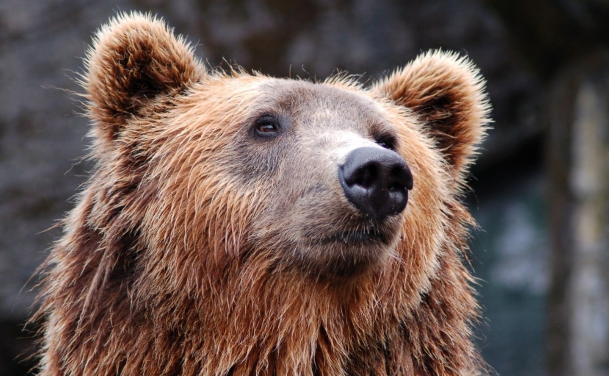 У убитого медведя в Курильске был разорван бок