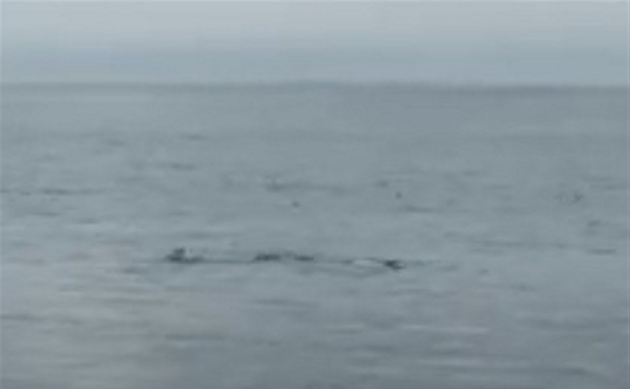 Запутавшиеся в сетях косатки у берегов Сахалина оказались спящим тюленем