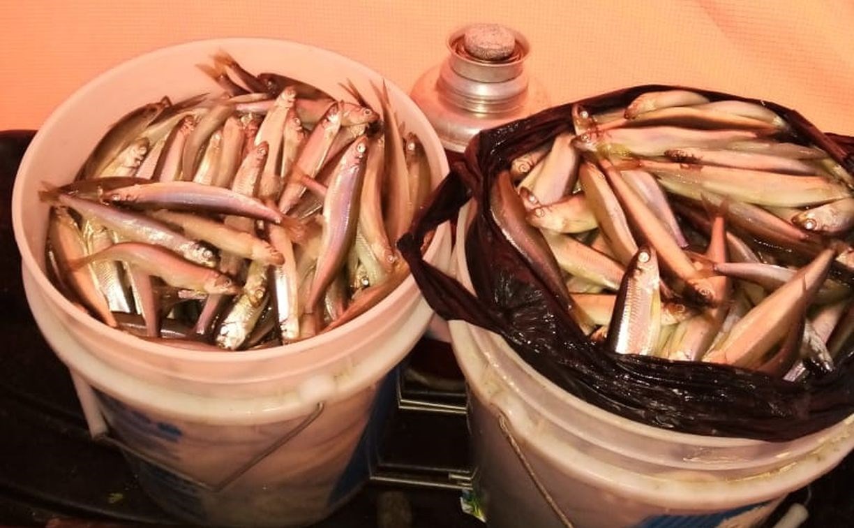 Сотрудники уголовного розыска задержали сахалинца с 450 корюшками