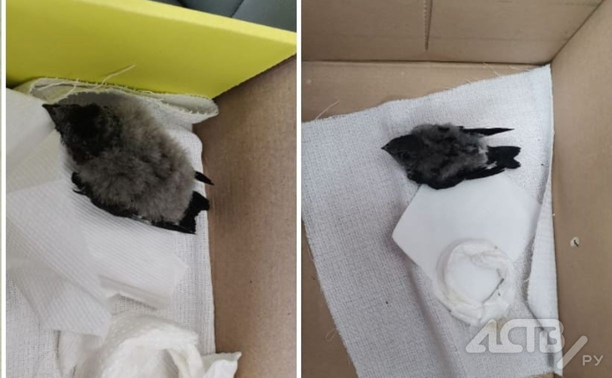 Сотрудники офиса в Южно-Сахалинске нашли за шкафом птенцов