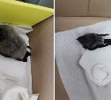 Сотрудники офиса в Южно-Сахалинске нашли за шкафом птенцов