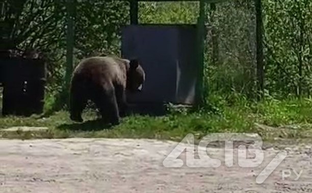 Жуткие кадры отстрела медведя на Сахалине попали в сеть