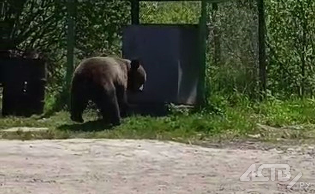 Жуткие кадры отстрела медведя на Сахалине попали в сеть