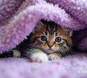 Несколько зданий на проспекте Мира в Южно-Сахалинске 23 мая останутся без отопления
