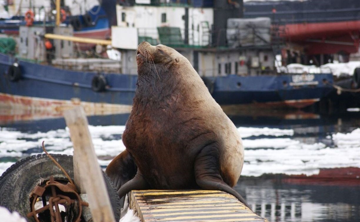 Ученые: сивучи в Авачинской бухте привыкают к людям и теряют навыки охоты