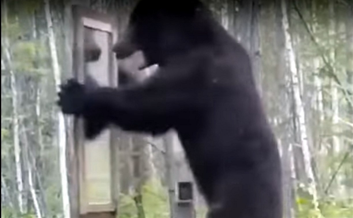 В сети набирает популярность видео с напавшим на зеркало медведем