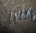На Сахалине поймали трех браконьеров с рыбой на сумму больше 300 тысяч рублей 