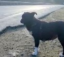Замерзающая собака две недели сидит на Холмском перевале, ожидая хозяина-предателя