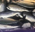 Почти 25 тонн морепродуктов по программе "Доступная рыба" купили жители Александровска-Сахалинского