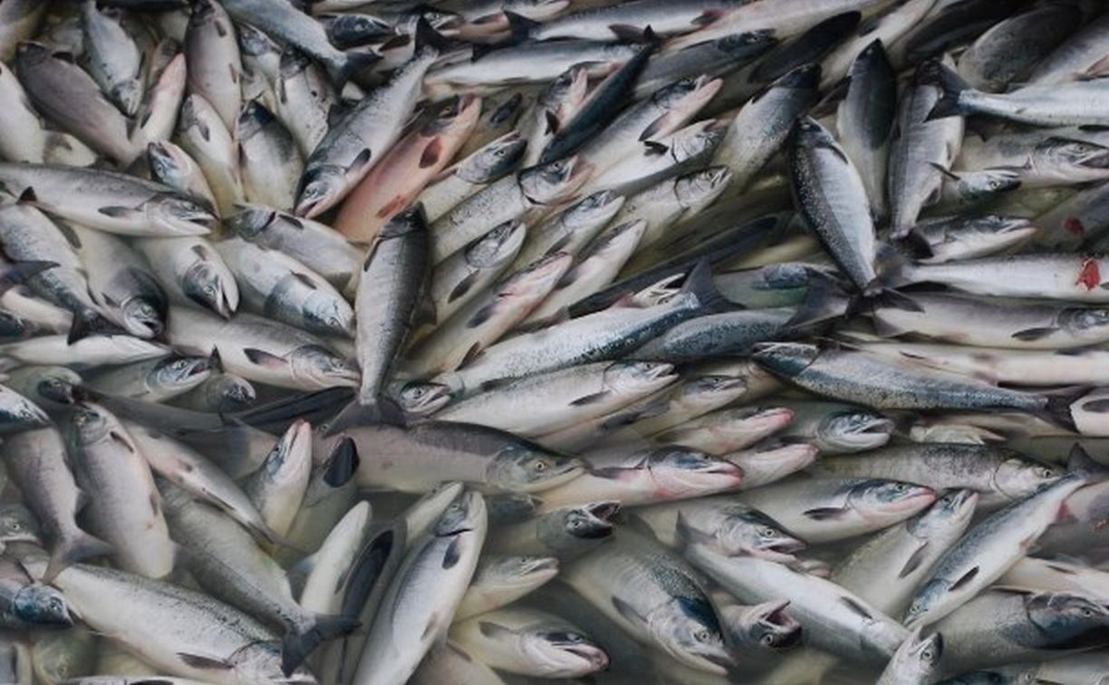 Объём вылова лососей в Сахалинской области превысил рекордные 67 тысяч тонн