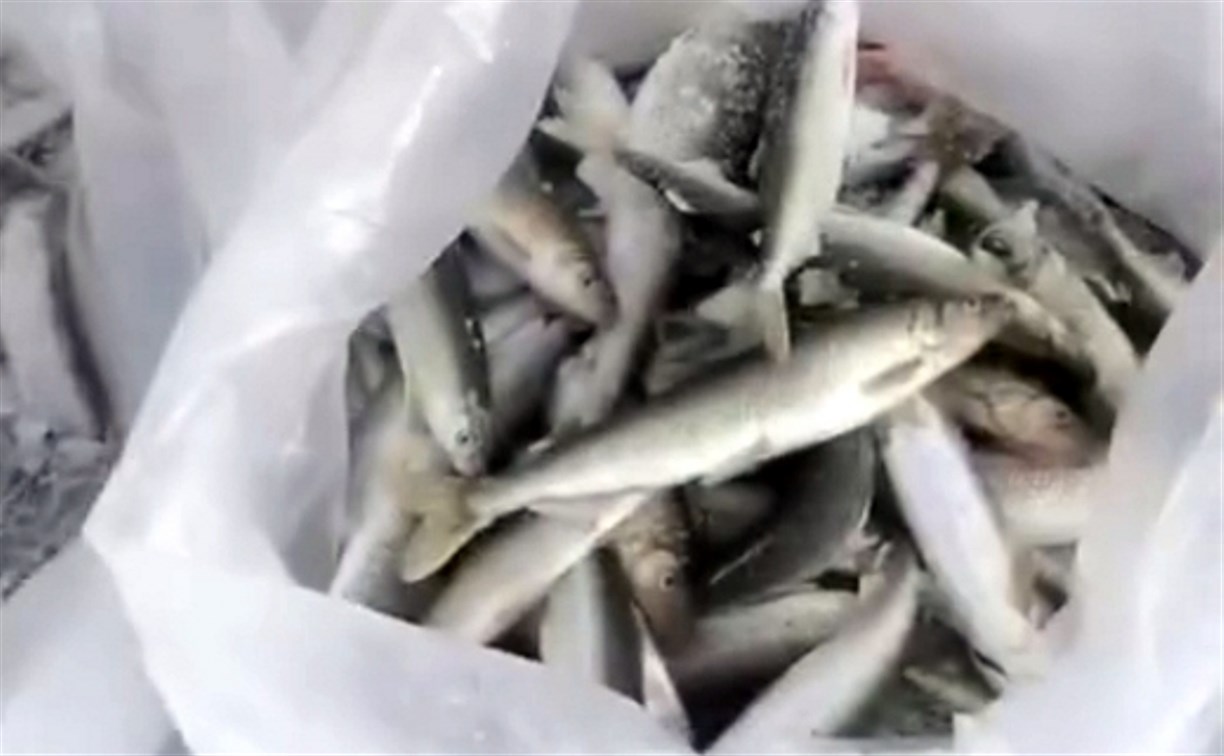 "Пошла жара": мешки зубаря, малоротки и наважки вылавливают рыбаки на севере Сахалине