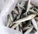 "Пошла жара": мешки зубаря, малоротки и наважки вылавливают рыбаки на севере Сахалине