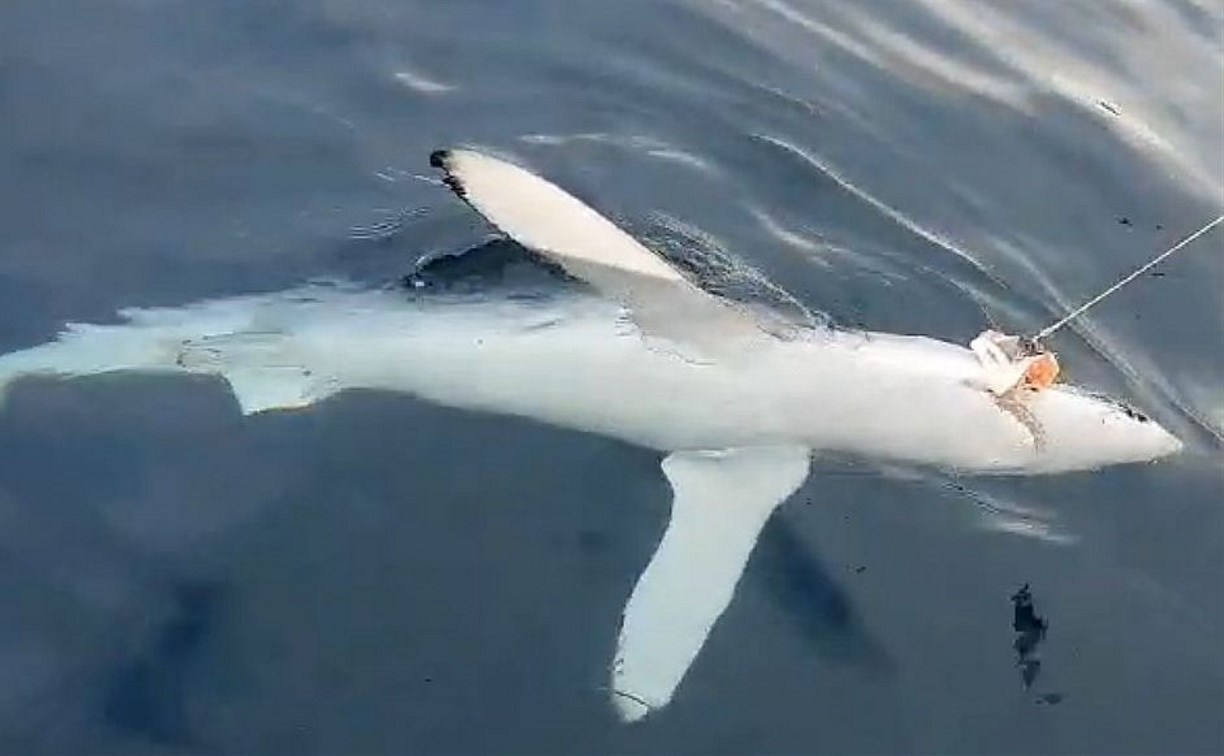 У берегов Итурупа почти одновременно поймали двух акул 