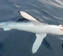 У берегов Итурупа почти одновременно поймали двух акул 
