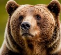 Медведя, гуляющего по улицам Шахтёрска, отстрелили