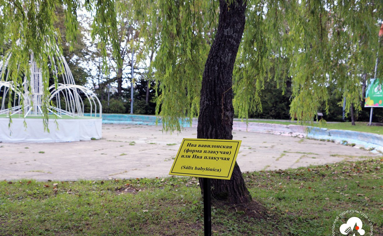 Краснокнижные деревья в парке Южно-Сахалинска обзавелись указателями