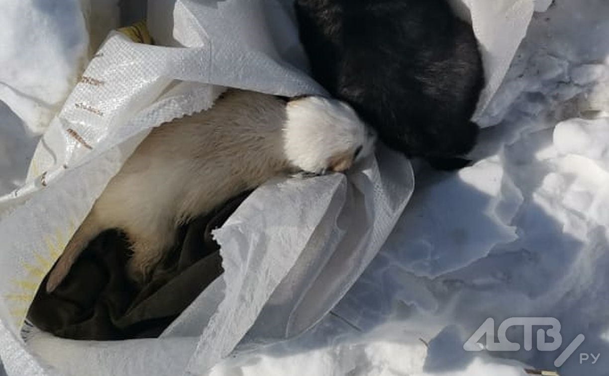 На Сахалине неизвестные оставили новорождённых щенков умирать в поле в мешке из-под пшена 