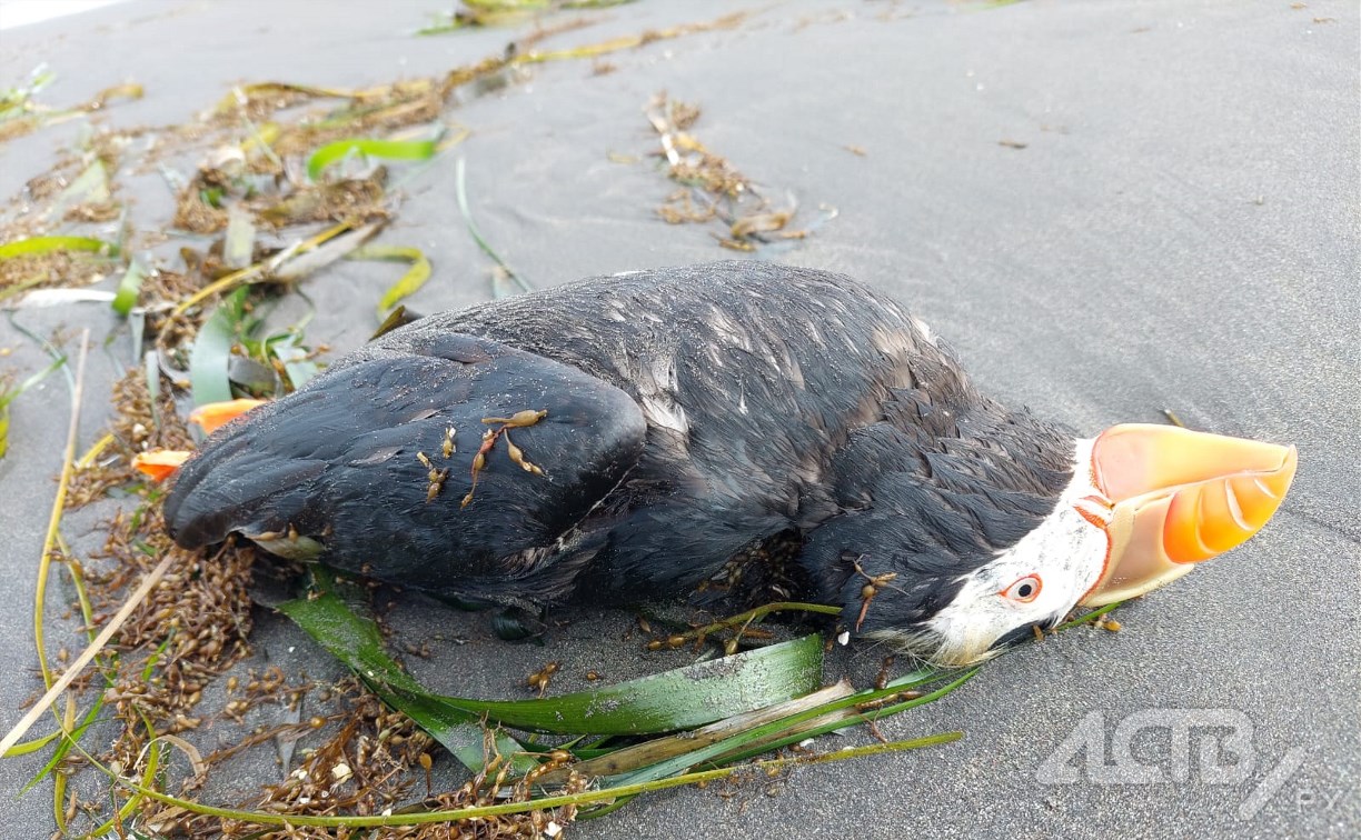 Сотни мёртвых птиц нашли на курильском побережье 