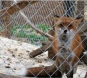 Островной минлесхоз проведет проверку в сахалинском зоопарке