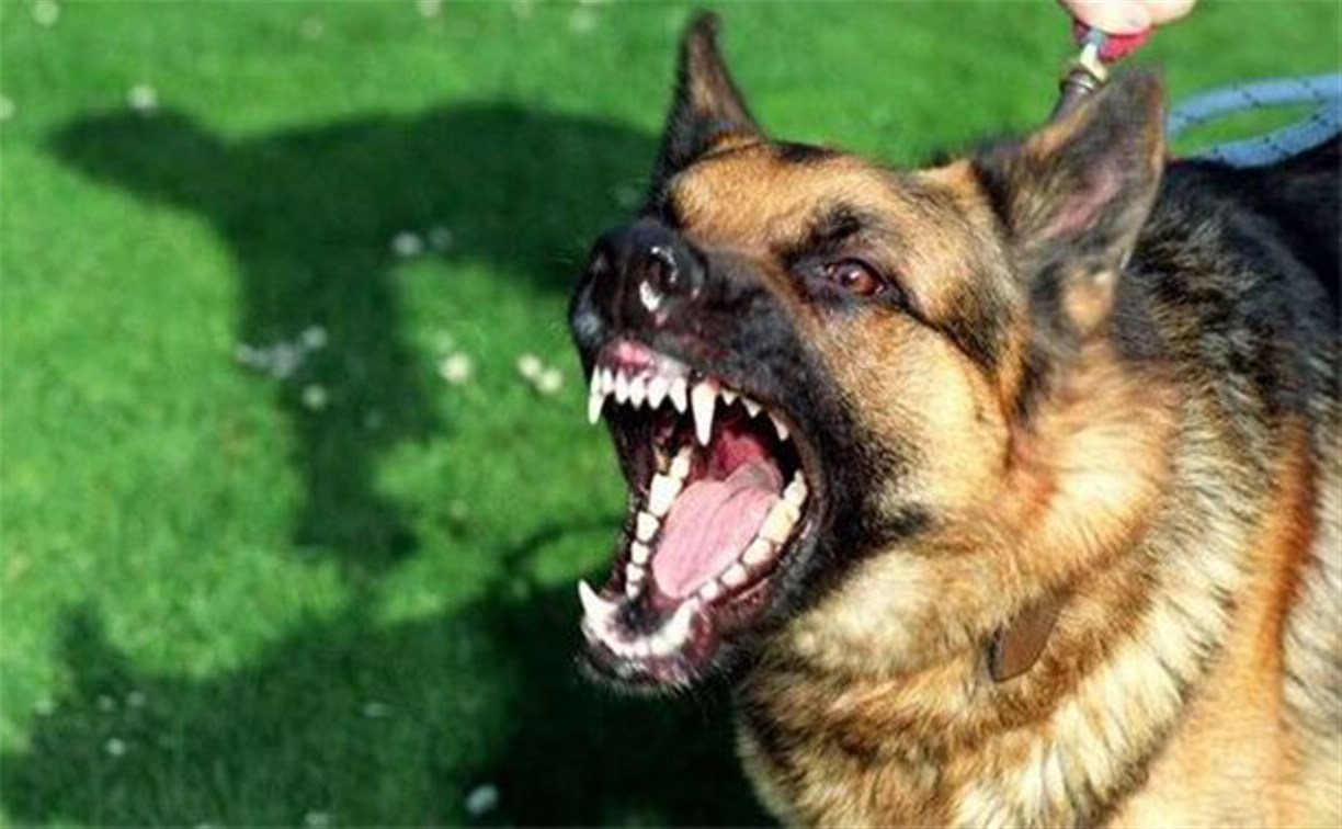 В центре Южно-Сахалинска завелась стая собак-убийц