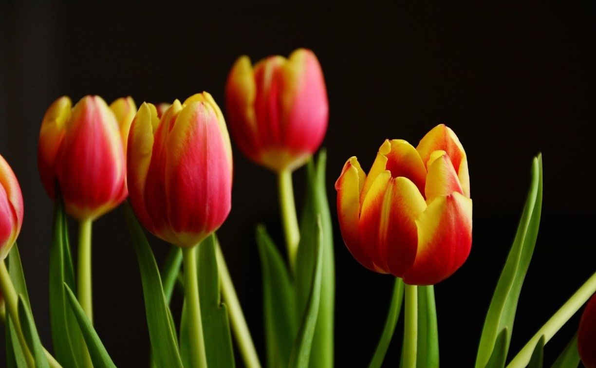 Стало известно, сколько будут стоить тюльпаны в Южно-Сахалинске к 8 марта