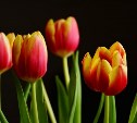 Стало известно, сколько будут стоить тюльпаны в Южно-Сахалинске к 8 марта