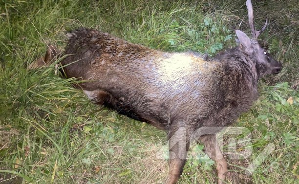 Очевидцы: попавшего в ДТП оленя оставили умирать на трассе на юге Сахалина