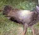 Очевидцы: попавшего в ДТП оленя оставили умирать на трассе на юге Сахалина