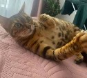 "Готов отдать за скромные 15 лямов": на Камчатке продают кошку с биполярным расстройством