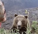 На Камчатке туристы устроили кормление дикого медведя