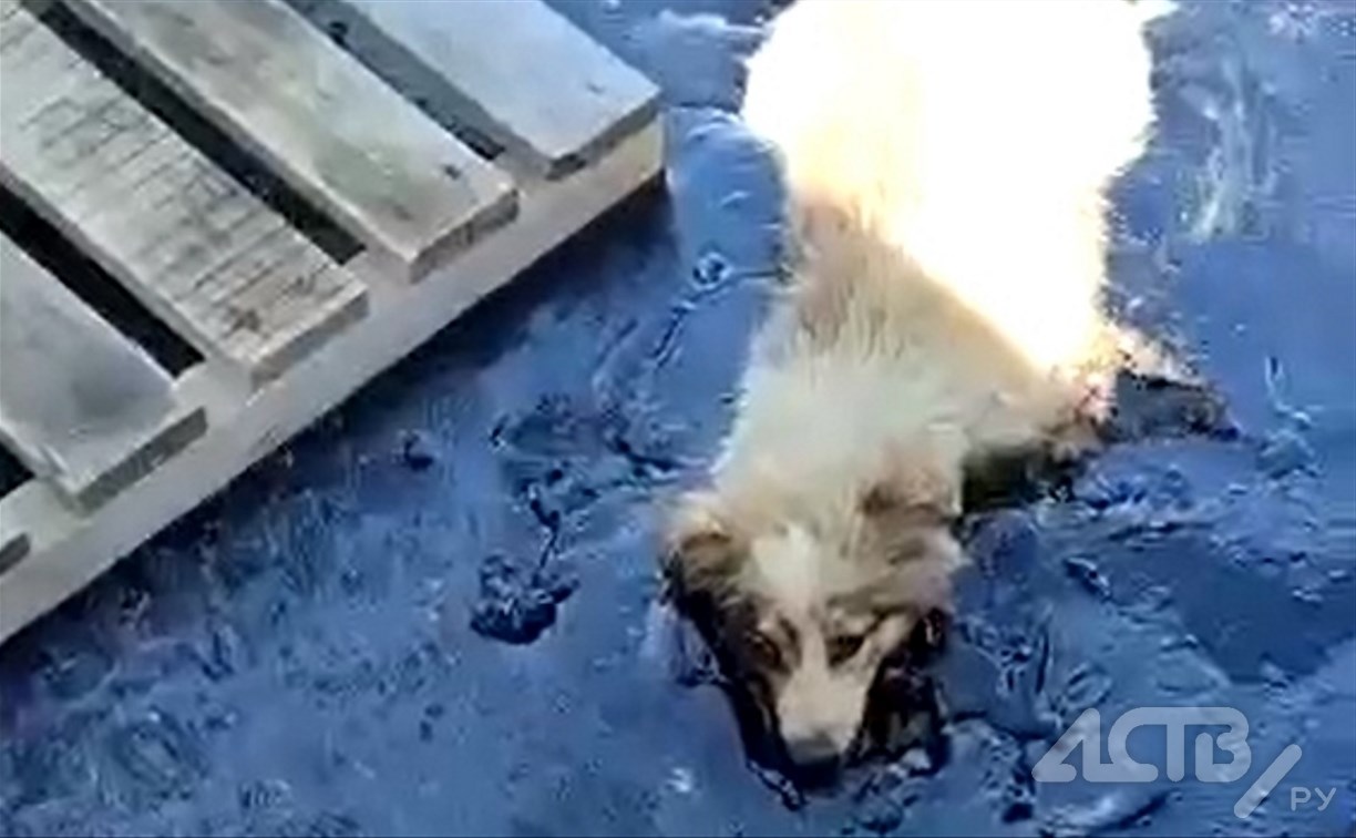Две собаки упали в битум на асфальтовом заводе на Сахалине, срочно нужна помощь