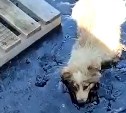 Две собаки упали в битум на асфальтовом заводе на Сахалине, срочно нужна помощь