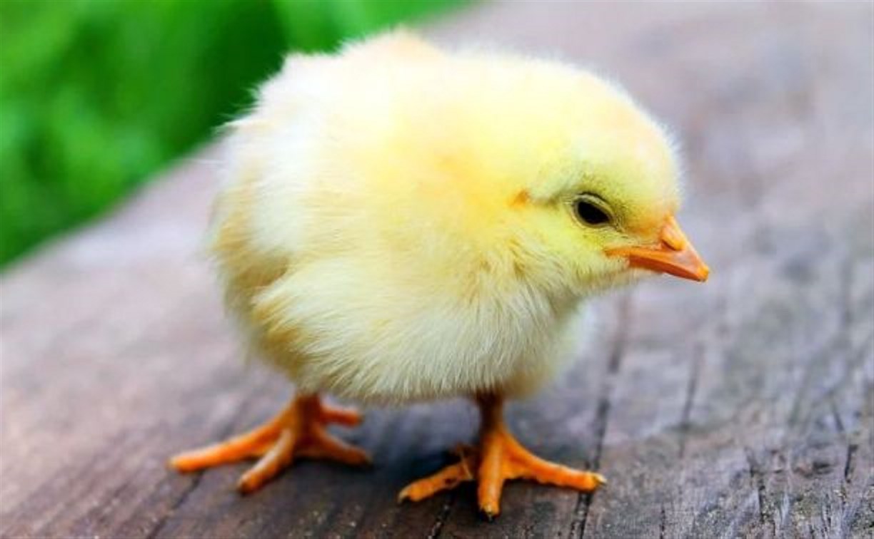 На сахалинской птицефабрике вылупились 28 тысяч цыплят