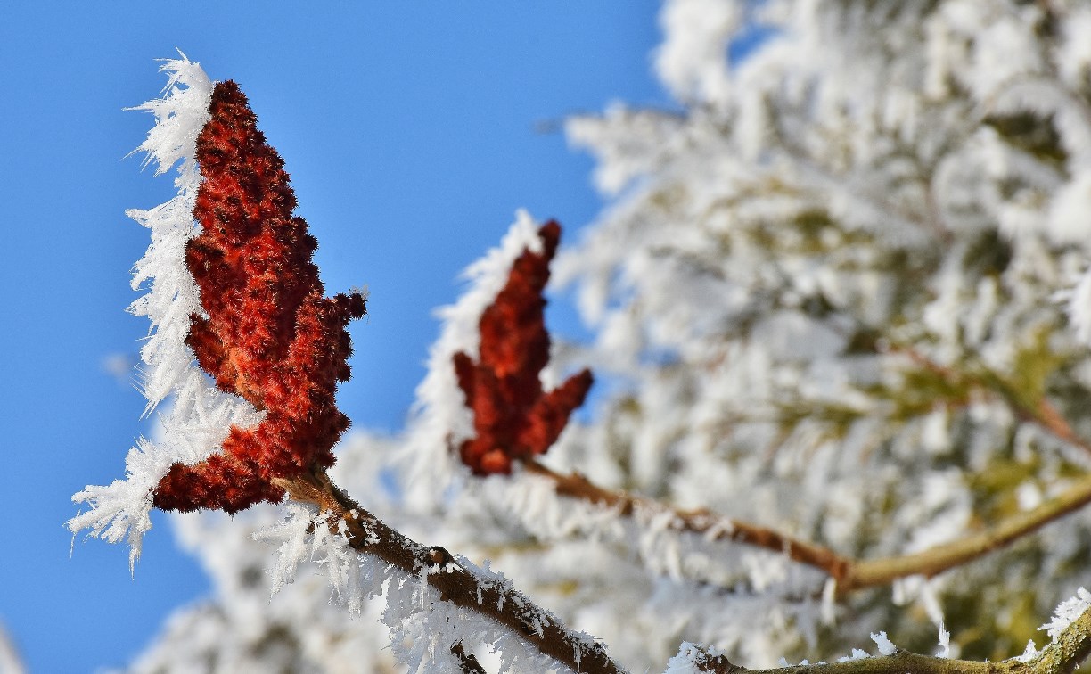 Мороз до -34°C: какая погода ждёт жителей Сахалина и Курил 5 января