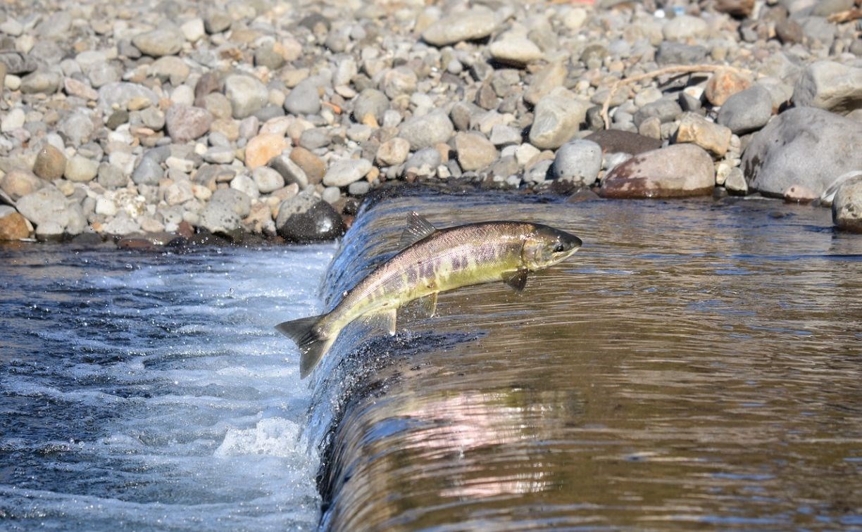 Сахалинцы, загружающие в машину более 550 хвостов лососей, вызвали подозрения у рыбоохраны