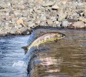 Сахалинцы, загружающие в машину более 550 хвостов лососей, вызвали подозрения у рыбоохраны