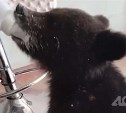 Подобранный сахалинцами медвежонок прошёл реабилитацию и отправился на свободу