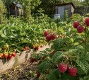 Дачникам объяснили, почему малину нельзя сажать рядом с клубникой