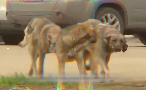 Более 70 бездомных собак вывезли с улиц Южно-Сахалинска за неделю