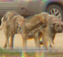 Более 70 бездомных собак вывезли с улиц Южно-Сахалинска за неделю