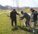 На Рябиновой аллее в Южно-Сахалинске заменили поврежденные деревья