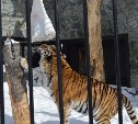 День кошек отпраздновали в южно-сахалинском зоопарке