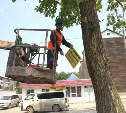 Больше 50 рекламных щитов сняли с деревьев в Южно-Сахалинске