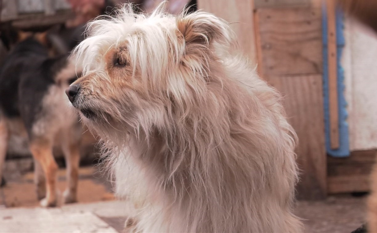 "Собаки, кошки, куча голубей-инвалидов": холмская зоозащитница просит помочь кормами и крупой