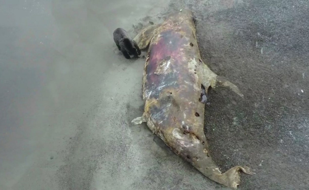 Поедающего мёртвую косатку медведя показали с дрона на Сахалине