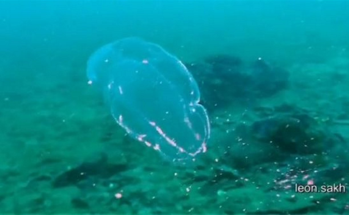 Одно из первых морских животных на Земле попало на видео в заливе Анива