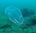 Одно из первых морских животных на Земле попало на видео в заливе Анива